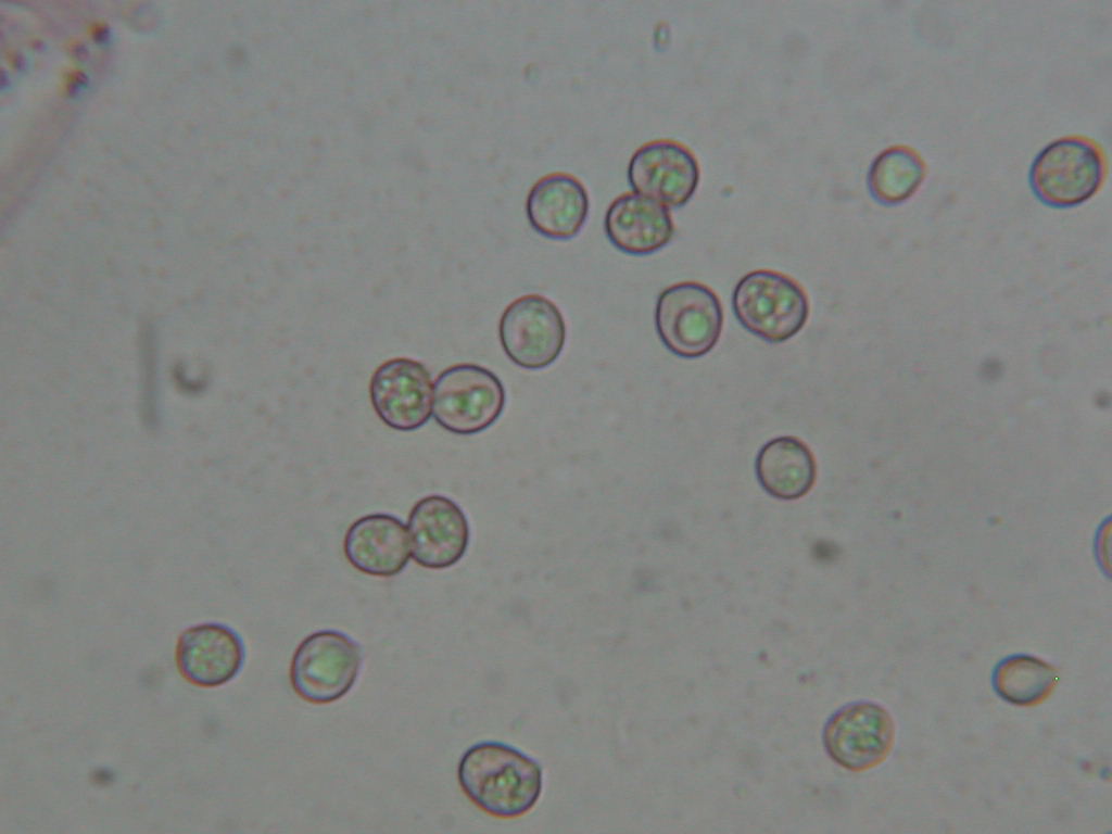 Oggi N�4... 12 Giugno 2010